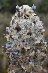 Puya clava-herculis