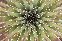 Puya clava-herculis