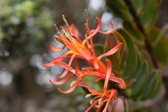 Tristerix longibracteatus