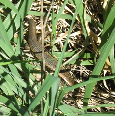 Oligosoma kokowai