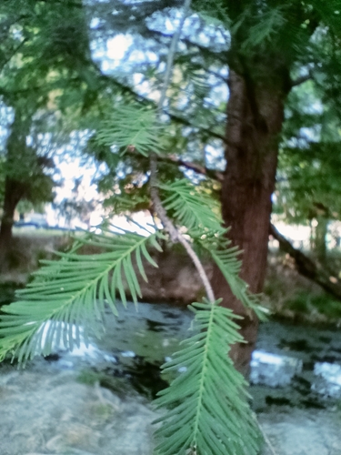 Image of Taxodium mucronatum by (c) José Gerardo Velasco, some rights reserved (CC BY-SA)