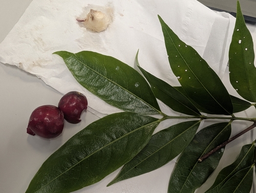 Scented Daphne (Phaleria clerodendron)