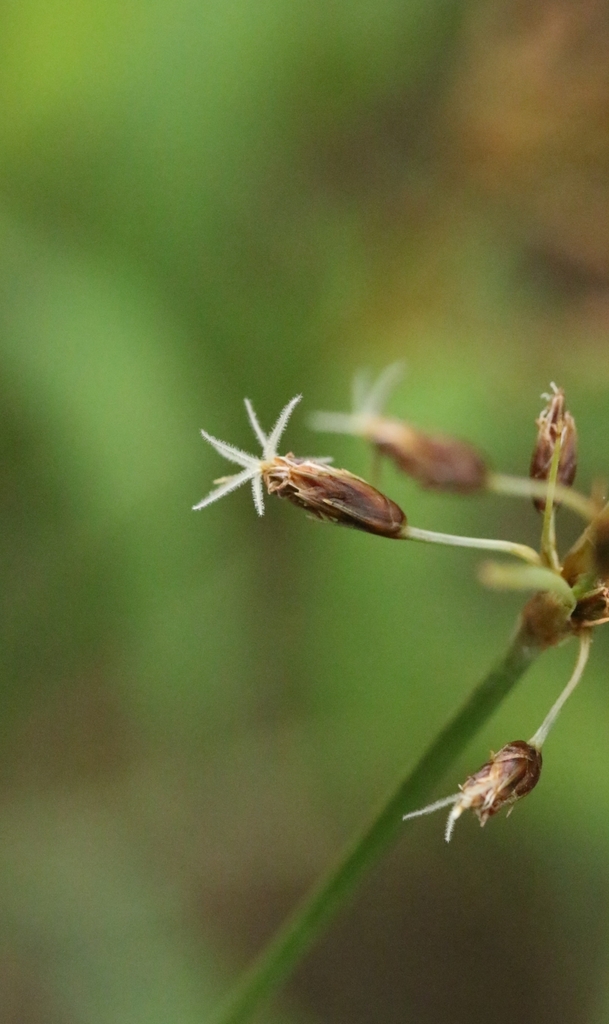 Fimbristylis thomsonii