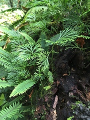 Elaphoglossum peltatum