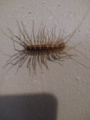 Scutigera coleoptrata
