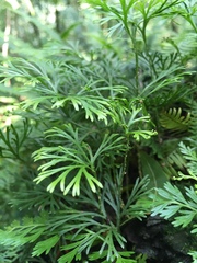 Elaphoglossum peltatum