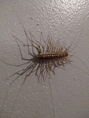 Scutigera coleoptrata