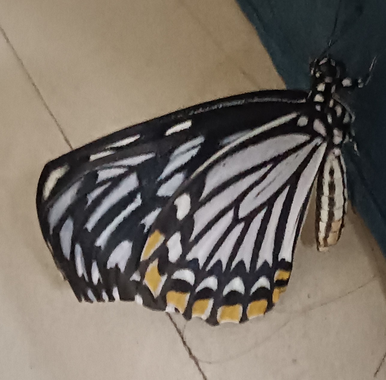 Common Mime