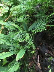 Elaphoglossum peltatum