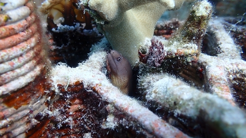 Castle's moray (Gymnothorax castlei) — Muraenidae — 5