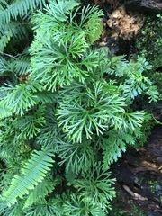 Elaphoglossum peltatum