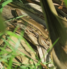 Oligosoma kokowai