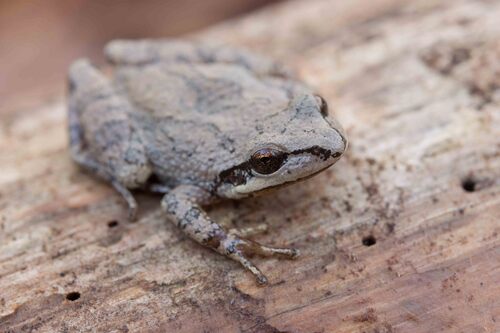 Collinses' Mountain Chorus Frog