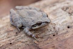 Collinses' Mountain Chorus Frog photo 1