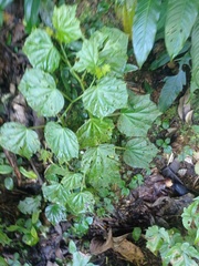 Begonia convolvulacea