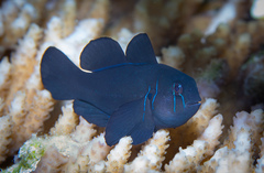 Citron Goby photo 3