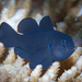Clown Goby, Black