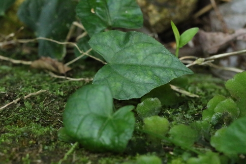 Image of Zehneria japonica by no rights reserved