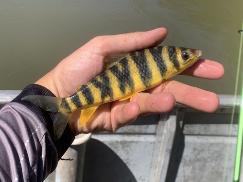 Leporinus tigrinus