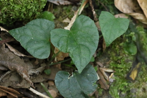 Image of Zehneria japonica by no rights reserved
