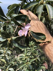 Rhododendron westlandii
