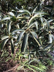 Rhododendron westlandii