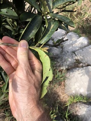 Rhododendron westlandii