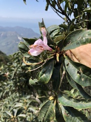 Rhododendron westlandii
