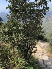 Rhododendron westlandii