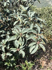 Rhododendron westlandii