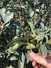 Rhododendron westlandii