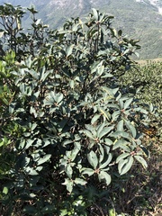 Rhododendron westlandii