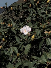 Rhododendron westlandii