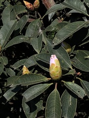 Rhododendron westlandii