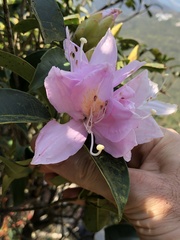 Rhododendron westlandii