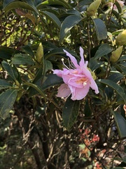 Rhododendron westlandii