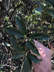 Rhododendron westlandii