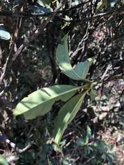 Rhododendron westlandii