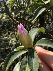 Rhododendron westlandii
