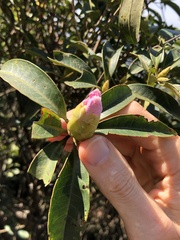 Rhododendron westlandii