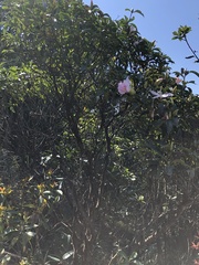 Rhododendron westlandii