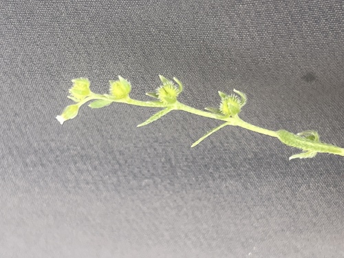 adobe popcornflower (Plagiobothrys acanthocarpus)