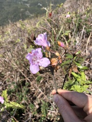 Rhododendron farrerae