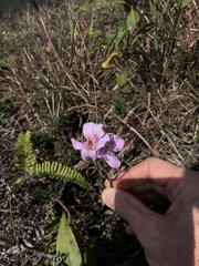 Rhododendron farrerae
