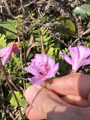 Rhododendron farrerae