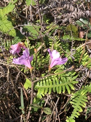 Rhododendron farrerae