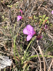 Rhododendron farrerae