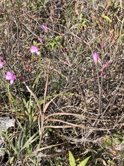 Rhododendron farrerae