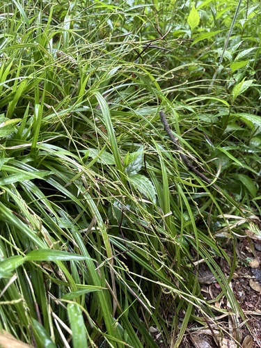 Carex multifolia iNat (2)