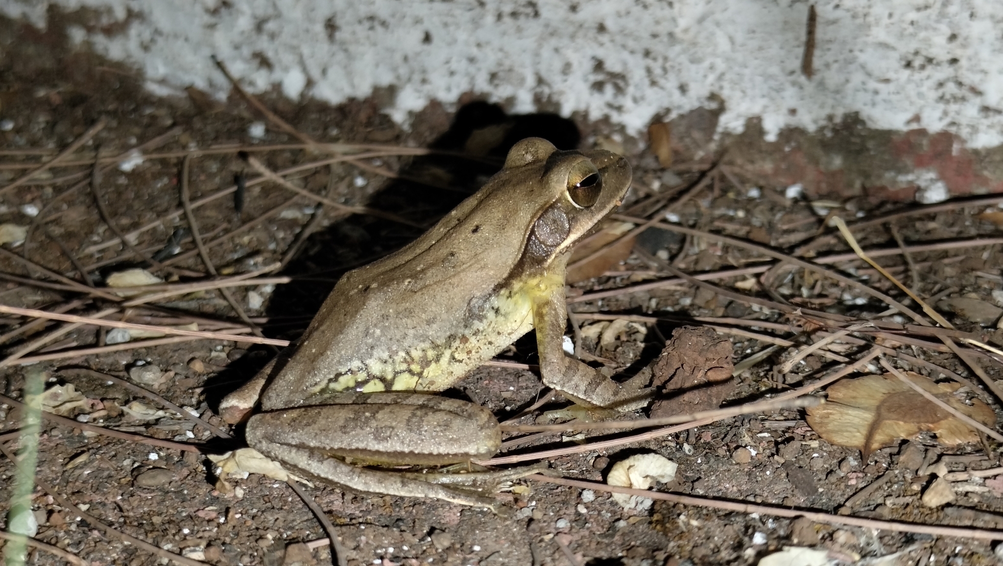 Big-Headed Whipping Frog